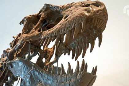 T Rex Tyrannosaure Dinosaure Squelette.jpg