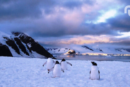 Antarctique Glace Banquise Pingouins.jpg