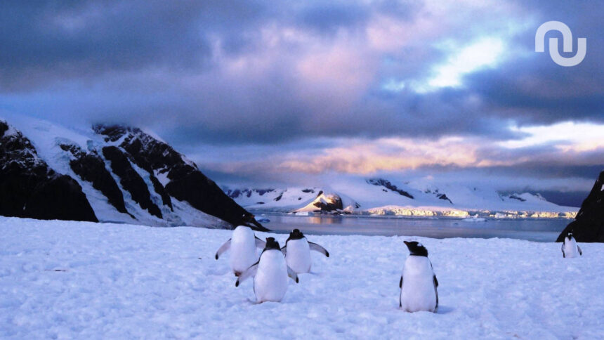 Antarctique Glace Banquise Pingouins.jpg